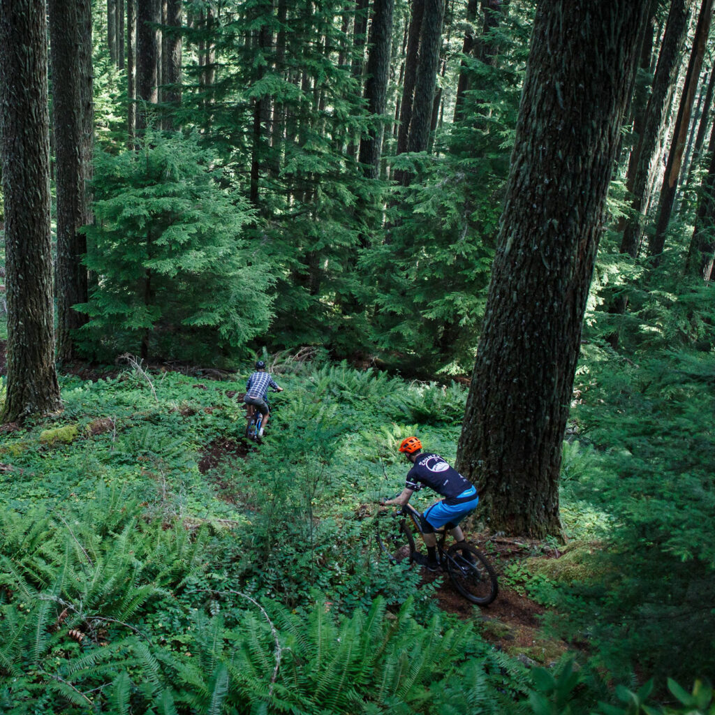 Tam Bikes - forest ride